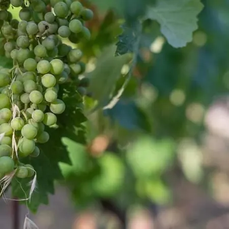 Tenuta Petra Manna Bed and breakfast 4*