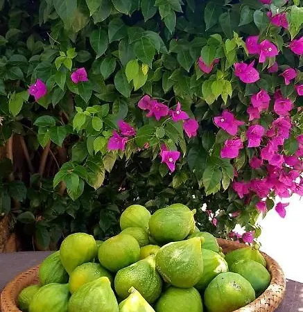 Tenuta Petra Manna *