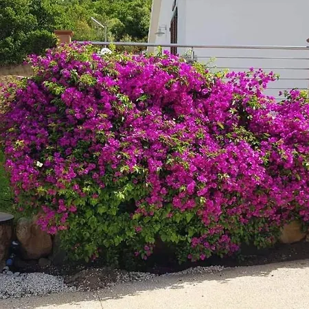 Tenuta Petra Manna Bed and breakfast Palau