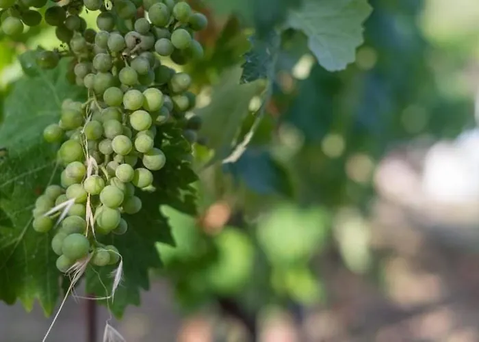 Tenuta Petra Manna Alojamento de Acomodação e Pequeno-almoço 4*