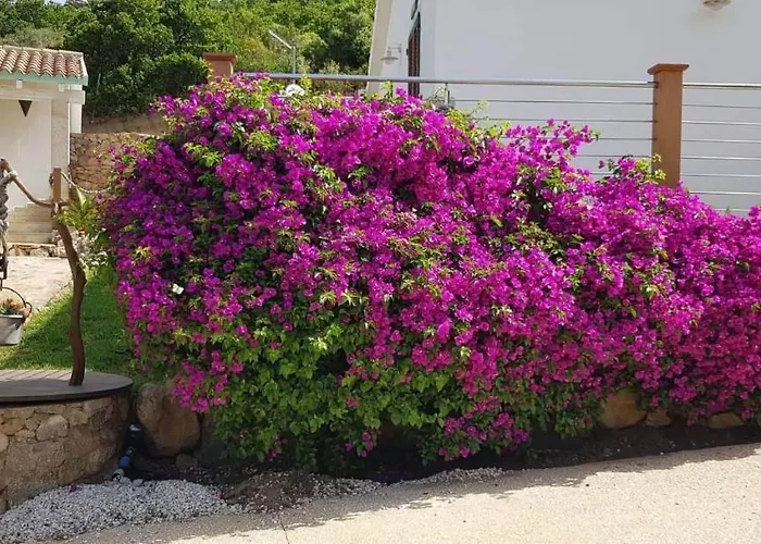Tenuta Petra Manna Alojamento de Acomodação e Pequeno-almoço Palau